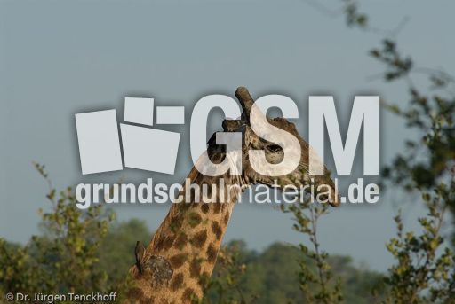 Giraffe (91 von 94).jpg